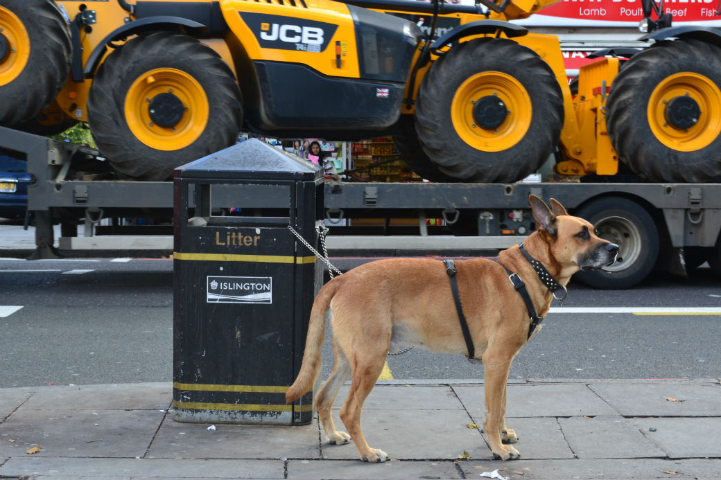 An alsatian tied to a bin looks back at his owner as a JCB passes on Seven Sister's Road. Photo; Stephen Emms