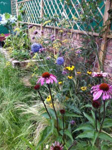 A riot of colour in Debbie's KT garden