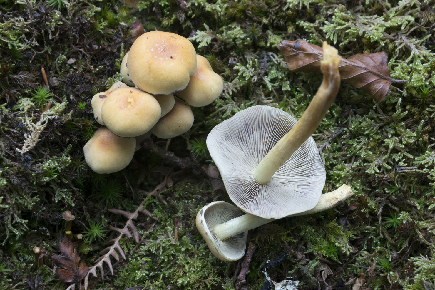 Mushrooms: 