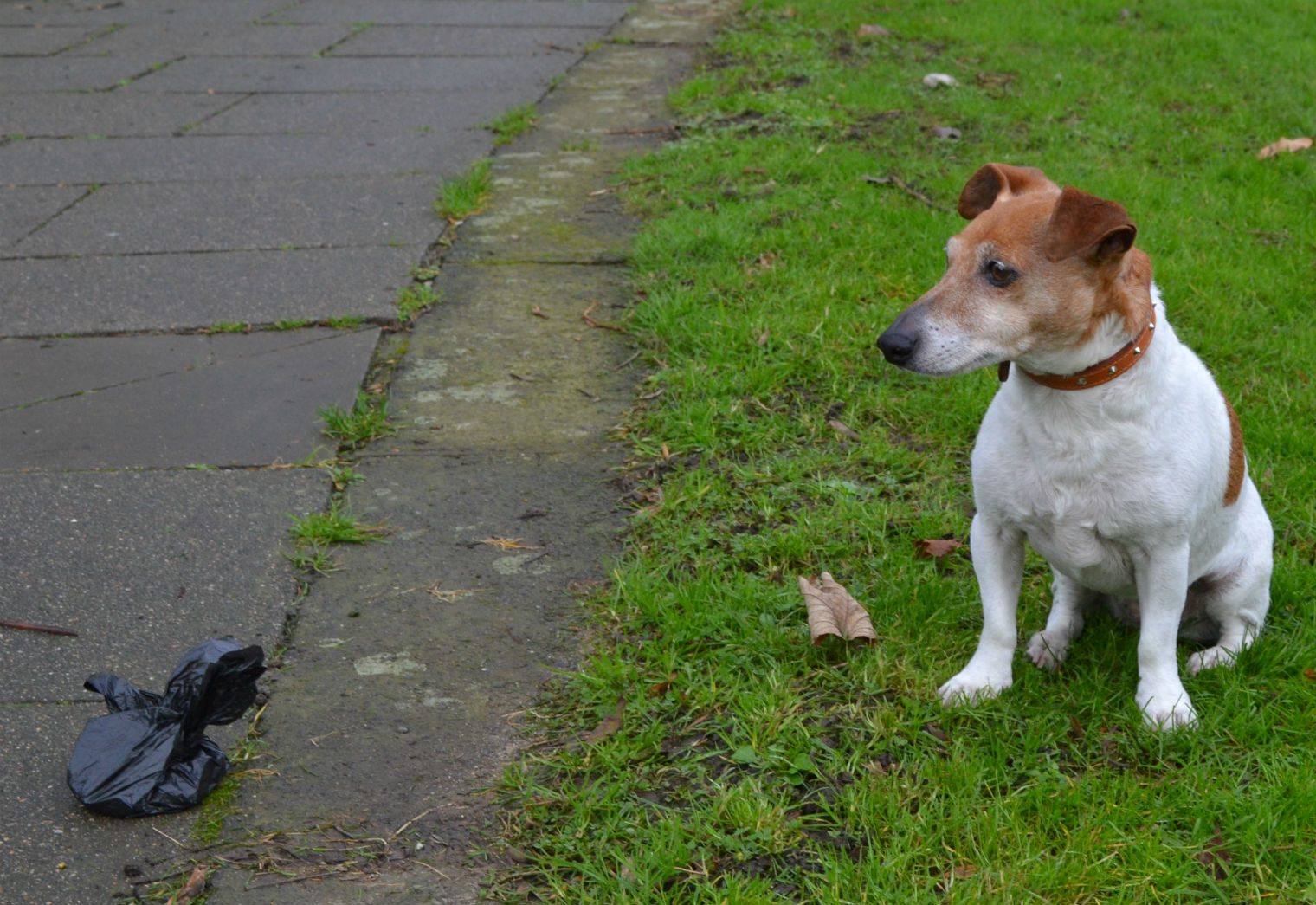 Pepper looks down at an un-picked up poo in the park. Photo: SE