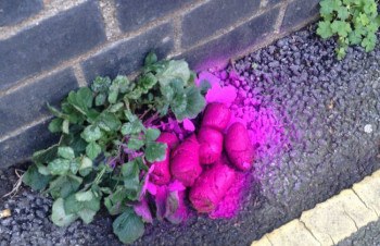 A pink-sprayed poo courtesy of the council. Photo: Kim Allen (Twitter @yellowkim)