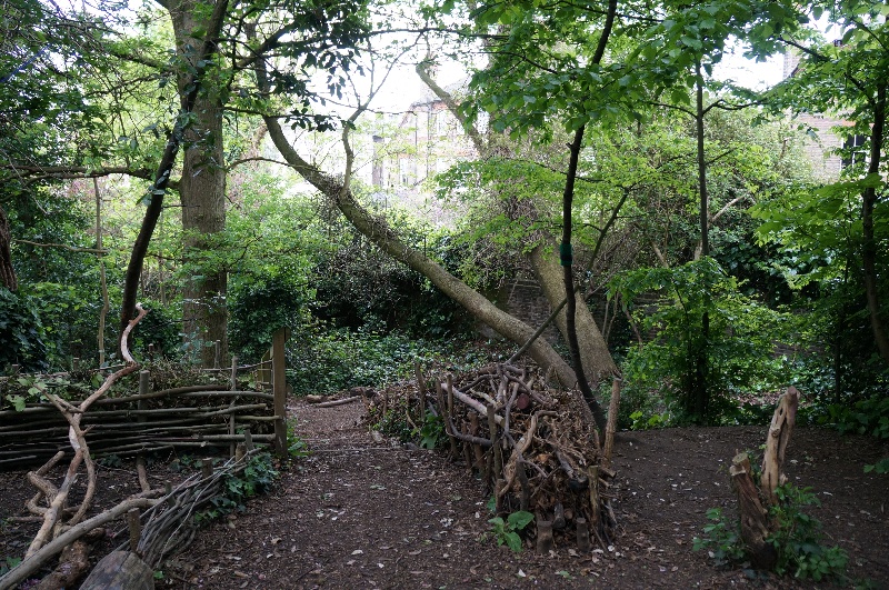Ash and oak trees in Belsize Wood. Photo: PH