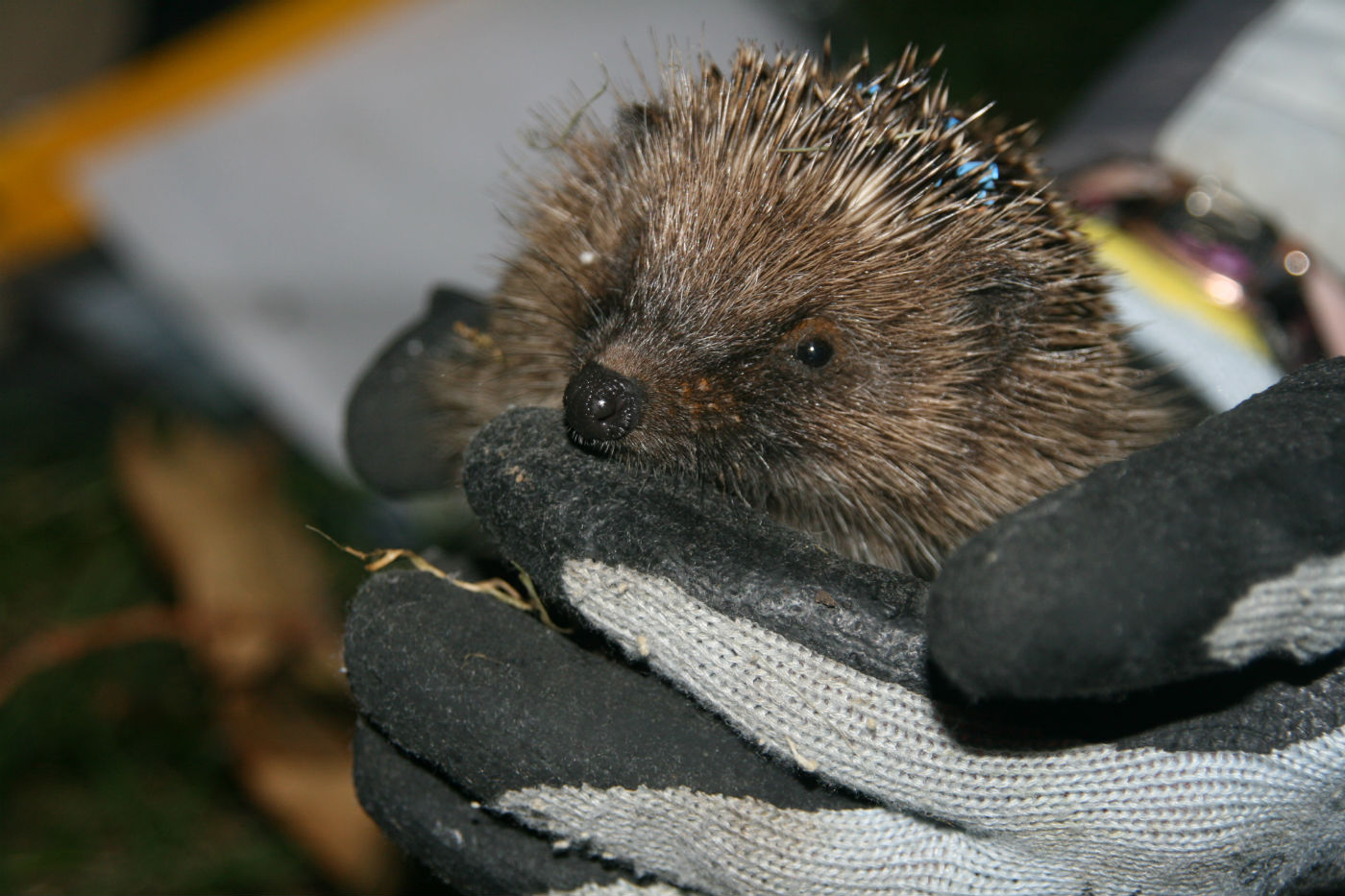 Hedgehog in the palm of a hand. Photo: Clare Bowen 