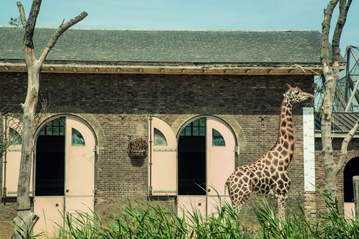 Giraffe at London Zoo